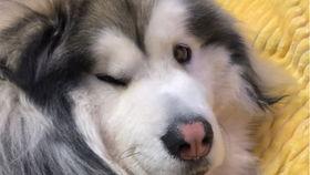 娱乐吃瓜酱柯基,柯基萌宠“娱乐吃瓜酱”的趣味生活大盘点